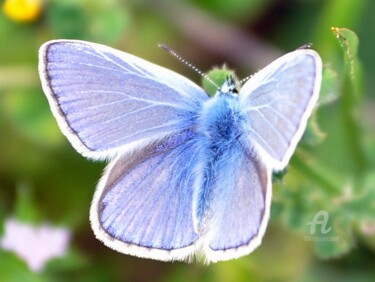 Photographie intitulée "papillon bleu" par Lilipassion, Œuvre d'art originale