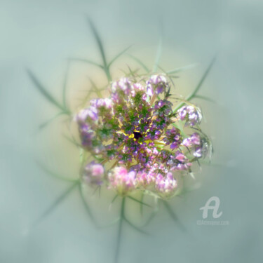 Photographie intitulée "jeune ombelle" par Lilipassion, Œuvre d'art originale