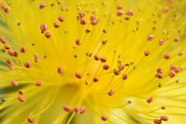 Photographie intitulée "Feu d'artifice" par Lilipassion, Œuvre d'art originale, Photographie numérique