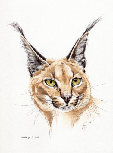 Zeichnungen mit dem Titel "Caracal" von Lilla Varhelyi, Original-Kunstwerk, Tinte