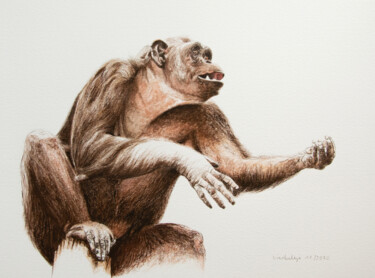 Drawing titled "Chimpanzee" by Lilla Varhelyi, Original Artwork, Ink