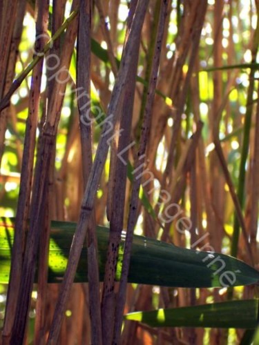 Photographie intitulée "Bambou" par L Image Inné S.E.N.C., Œuvre d'art originale
