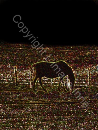 Arts numériques intitulée "black stallion" par L Image Inné S.E.N.C., Œuvre d'art originale