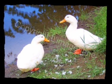 Photographie intitulée "ducks" par L Image Inné S.E.N.C., Œuvre d'art originale