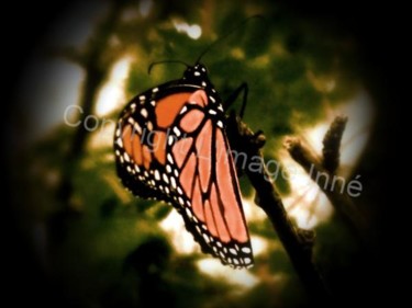 Photographie intitulée "papillon" par L Image Inné S.E.N.C., Œuvre d'art originale