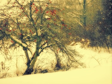Photography titled "Snowfall on Apple T…" by Linda Hegland, Original Artwork