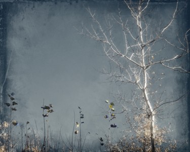 Photography titled "Silver Tree" by Linda Hegland, Original Artwork