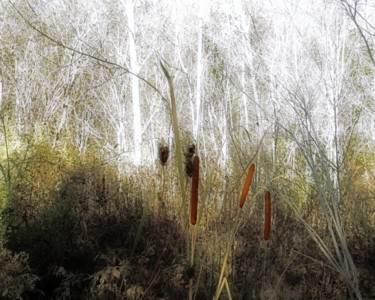 Photography titled "Bullrushes & Birches" by Linda Hegland, Original Artwork