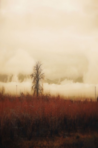 Photography titled "Autumn Scrub Tree" by Linda Hegland, Original Artwork