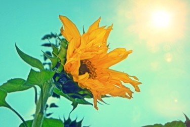 Photography titled "Basking Sunflower" by Linda Hegland, Original Artwork