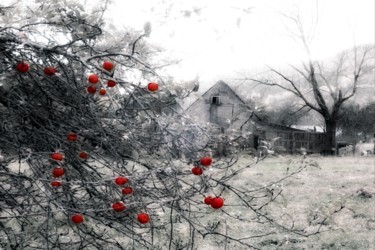 Photography titled "Petes's Barn & Appl…" by Linda Hegland, Original Artwork