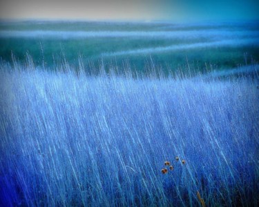 Photography titled "Blue Grass (Italian…" by Linda Hegland, Original Artwork