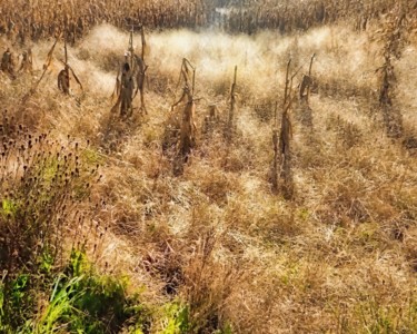 Photography titled "Corn Field" by Linda Hegland, Original Artwork