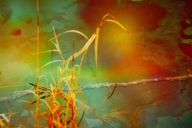 Photography titled "Dead Reeds of Fall" by Linda Hegland, Original Artwork