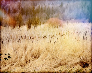 Photography titled "Field of Cat Tails" by Linda Hegland, Original Artwork