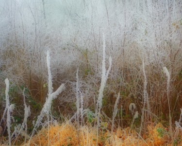 Photography titled "Hoarfrost in the Bu…" by Linda Hegland, Original Artwork