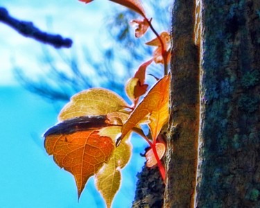 Photography titled "Leaves & Trunks" by Linda Hegland, Original Artwork