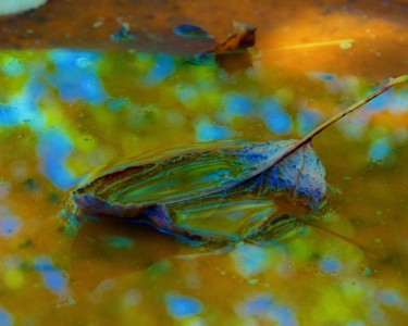 Photography titled "Leaf in Bird Bath" by Linda Hegland, Original Artwork