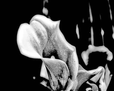 Photography titled "Calla Lily" by Linda Hegland, Original Artwork