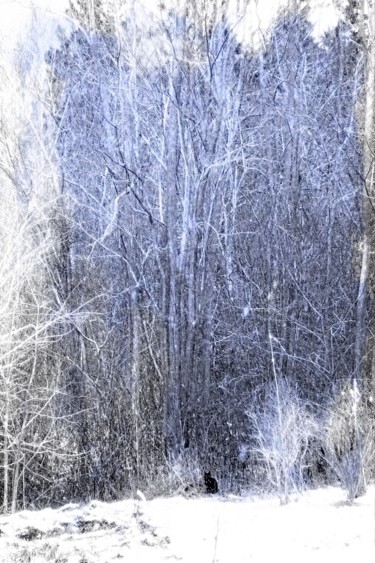 Photography titled "Cat in Woods" by Linda Hegland, Original Artwork, Digital Photography
