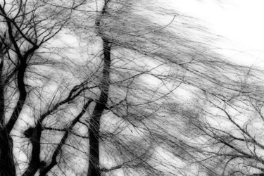 Photography titled "Willow Tree on Wind…" by Linda Hegland, Original Artwork, Digital Photography