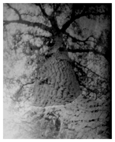 Fotografie getiteld "Sténopé. Chêne." door Lionel Boscher, Origineel Kunstwerk, Film fotografie