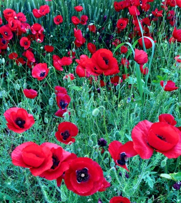 Fotografía titulada "Poppy" por Lisa Trevino, Obra de arte original, Fotografía digital