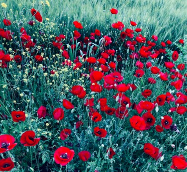 Photography titled "Poppies" by Lisa Trevino, Original Artwork, Digital Photography