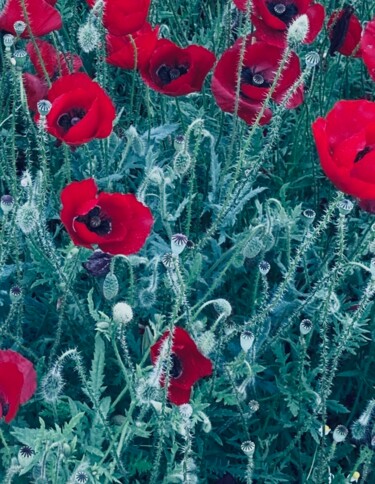 Photography titled "Poppies and Sprouts" by Lisa Trevino, Original Artwork, Digital Photography