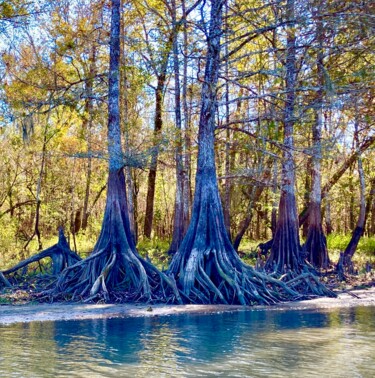 Photographie intitulée "Cypress of Atchafal…" par Lisa Trevino, Œuvre d'art originale, Photographie numérique