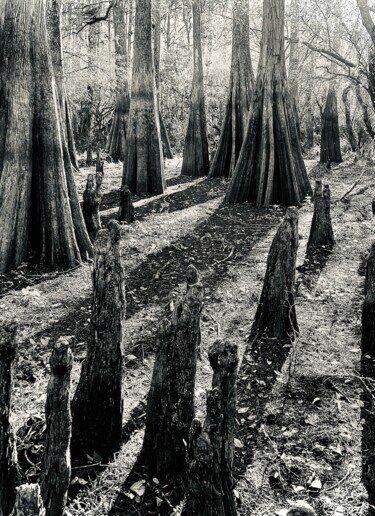 Fotografía titulada "Cypress Trees and K…" por Lisa Trevino, Obra de arte original, Fotografía digital