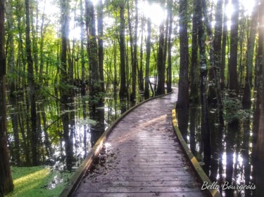 Fotografie mit dem Titel "Manchac Swamp" von Lisa Bourgeois, Original-Kunstwerk, Nicht bearbeitete Fotografie