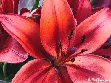 Fotografie mit dem Titel "Red Lilly" von Lisa Bourgeois, Original-Kunstwerk, Nicht bearbeitete Fotografie
