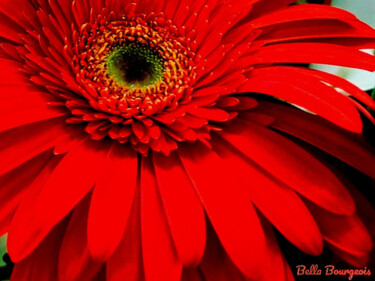 Photography titled "Coral Gerber Daisy" by Lisa Bourgeois, Original Artwork, Digital Photography