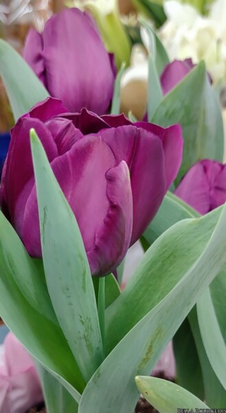 Fotografie getiteld "Tulip" door Lisa Bourgeois, Origineel Kunstwerk, Digitale fotografie