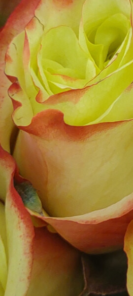Fotografie mit dem Titel "Flora 24" von Lisa Bourgeois, Original-Kunstwerk, Digitale Fotografie