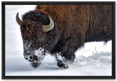 Photography titled "Bison américain" by Lisa Mezghenna, Original Artwork, Digital Photography Mounted on Other rigid panel