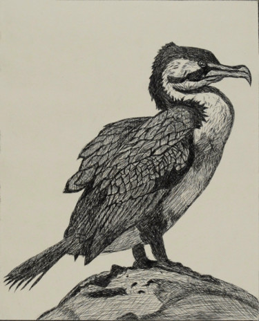 Printmaking titled "Pied Cormorant" by Liz Paker, Original Artwork, Etching