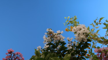 Photographie intitulée "Flowers in the Sky,…" par Liza Peninon, Œuvre d'art originale