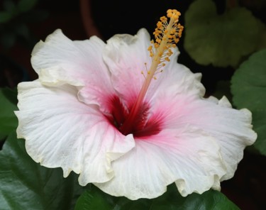 Photography titled "Passion Hibiscus, p…" by Liza Peninon, Original Artwork