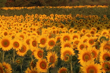 Photographie intitulée "Sunflowers, golden…" par Liza Peninon, Œuvre d'art originale, Photographie non manipulée