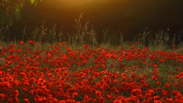 摄影 标题为“Poppies at Dawn, ph…” 由Liza Peninon, 原创艺术品, 非操纵摄影
