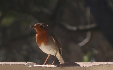 Фотография под названием "Winter in the Sun,…" - Liza Peninon, Подлинное произведение искусства