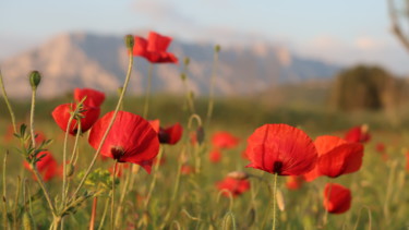 Photography titled "Poppies, photography" by Liza Peninon, Original Artwork