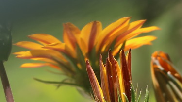 Fotografia intitolato "Magic Flowers, phot…" da Liza Peninon, Opera d'arte originale, Fotografia digitale