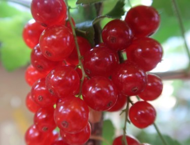 Fotografie mit dem Titel "Red berries, photog…" von Liza Peninon, Original-Kunstwerk, Nicht bearbeitete Fotografie