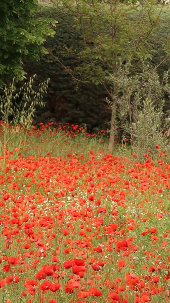 Photography titled "Les coquelicots" by Liza Peninon, Original Artwork, Digital Photography