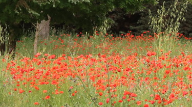 Fotografie getiteld "Poppies in the woods" door Liza Peninon, Origineel Kunstwerk, Digitale fotografie