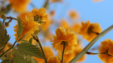 Photography titled "Golden Flowers, pho…" by Liza Peninon, Original Artwork, Digital Photography
