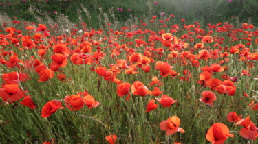 Photography titled "Poppies Passion, ph…" by Liza Peninon, Original Artwork, Non Manipulated Photography